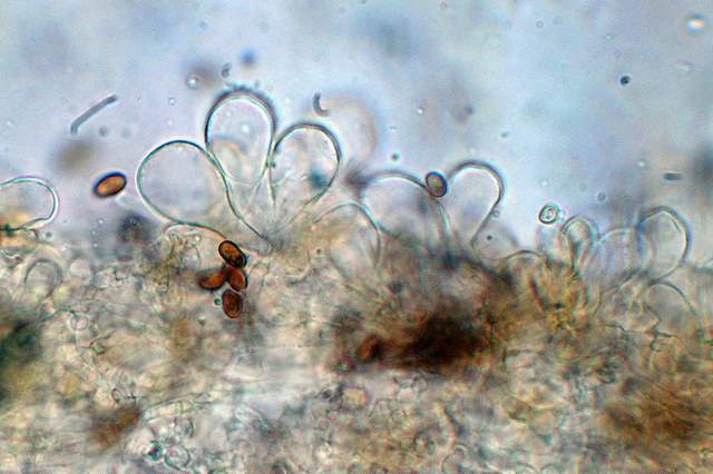 Psathyrella laevissima     (Romagn.)     Singer